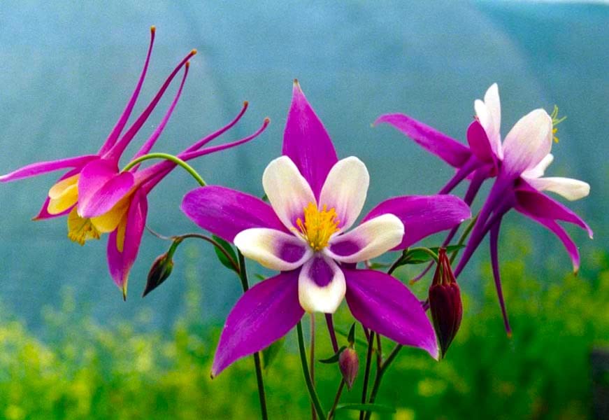 Columbine Mix – 50+ Seeds - Image 2