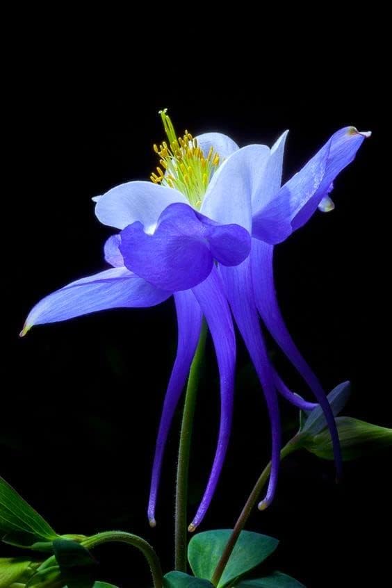 Columbine Mix – 50+ Seeds - Image 3