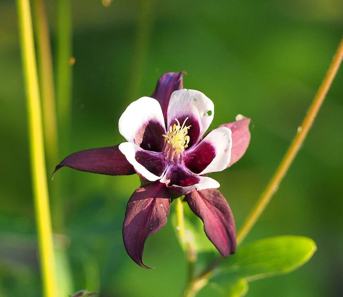 Columbine Mix – 50+ Seeds - Image 4