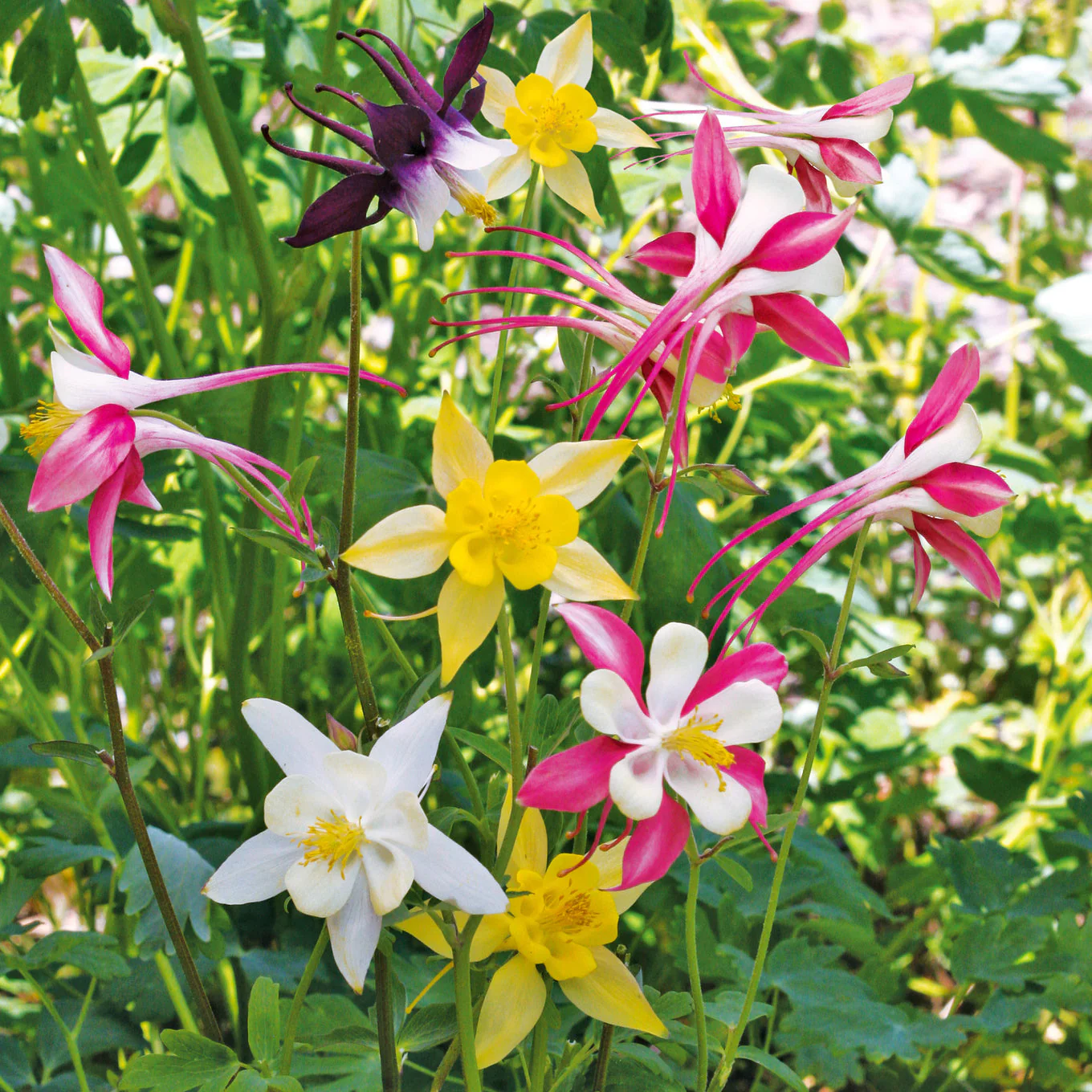 Columbine Mix – 50+ Seeds - Image 5