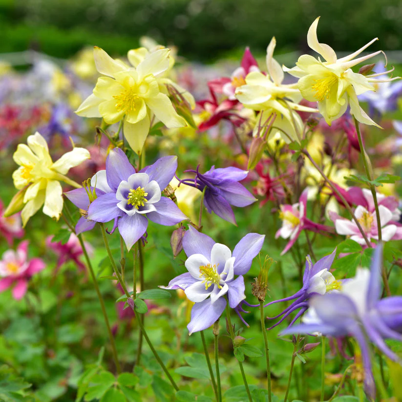 Columbine Mix – 50+ Seeds - Image 6