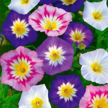 Convolvulus Minor Tricolour – 50+ Seeds
