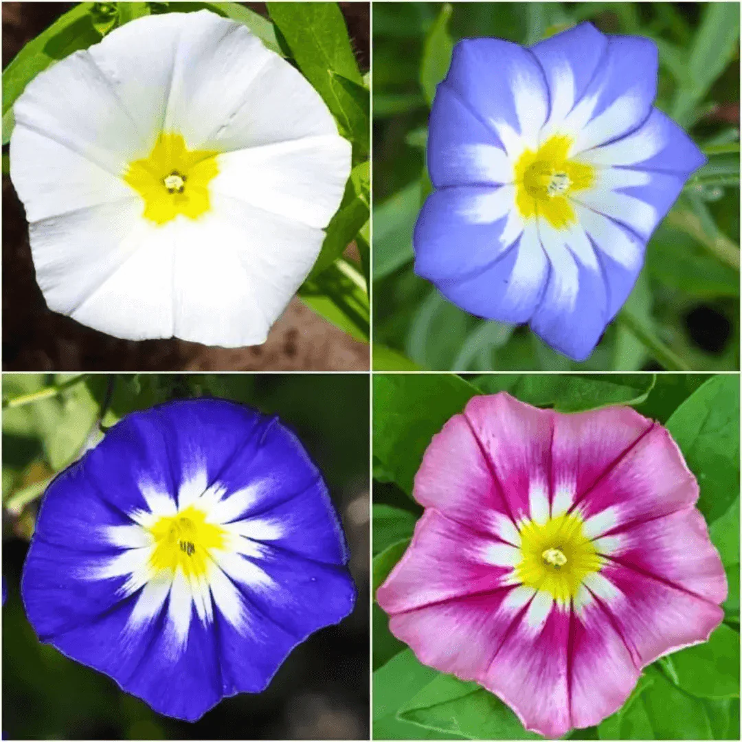 Convolvulus Minor Tricolour – 50+ Seeds - Image 2