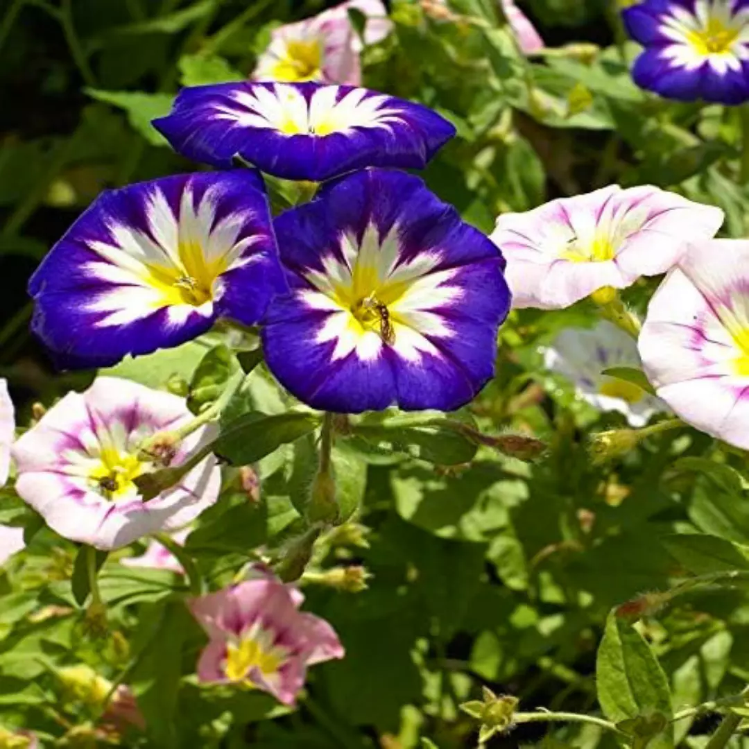 Convolvulus Minor Tricolour – 50+ Seeds - Image 3