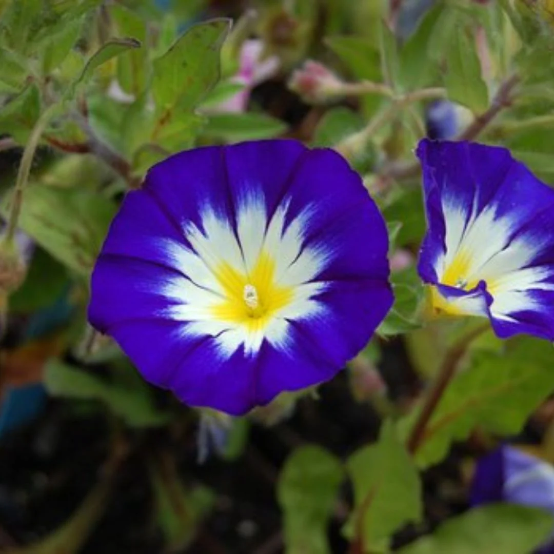 Convolvulus tricolor Royal Ensign – 30+ Seeds - Image 2