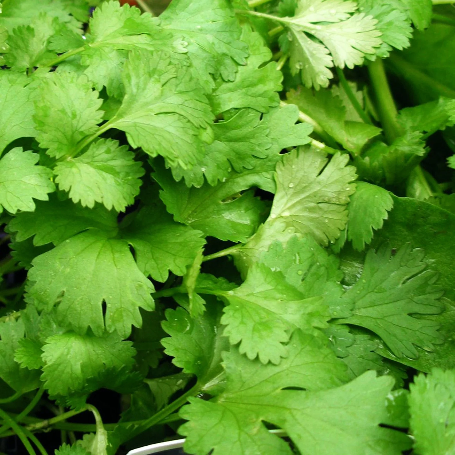 Coriander – F1 Hybrid Seeds - Image 4