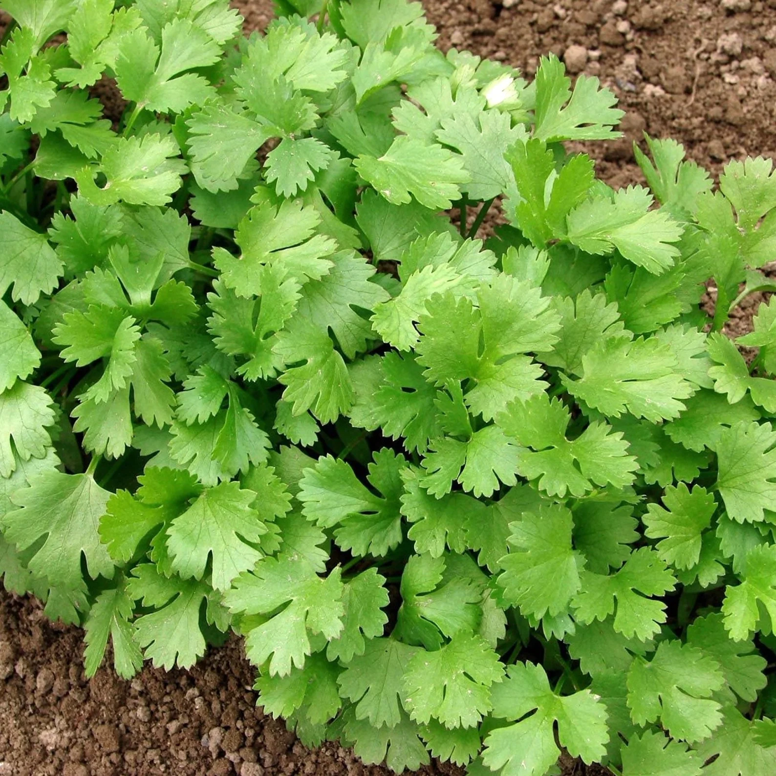 Coriander – F1 Hybrid Seeds - Image 5