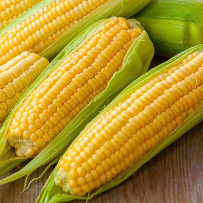 Corn Yellow – F1 Hybrid 45+ Seeds