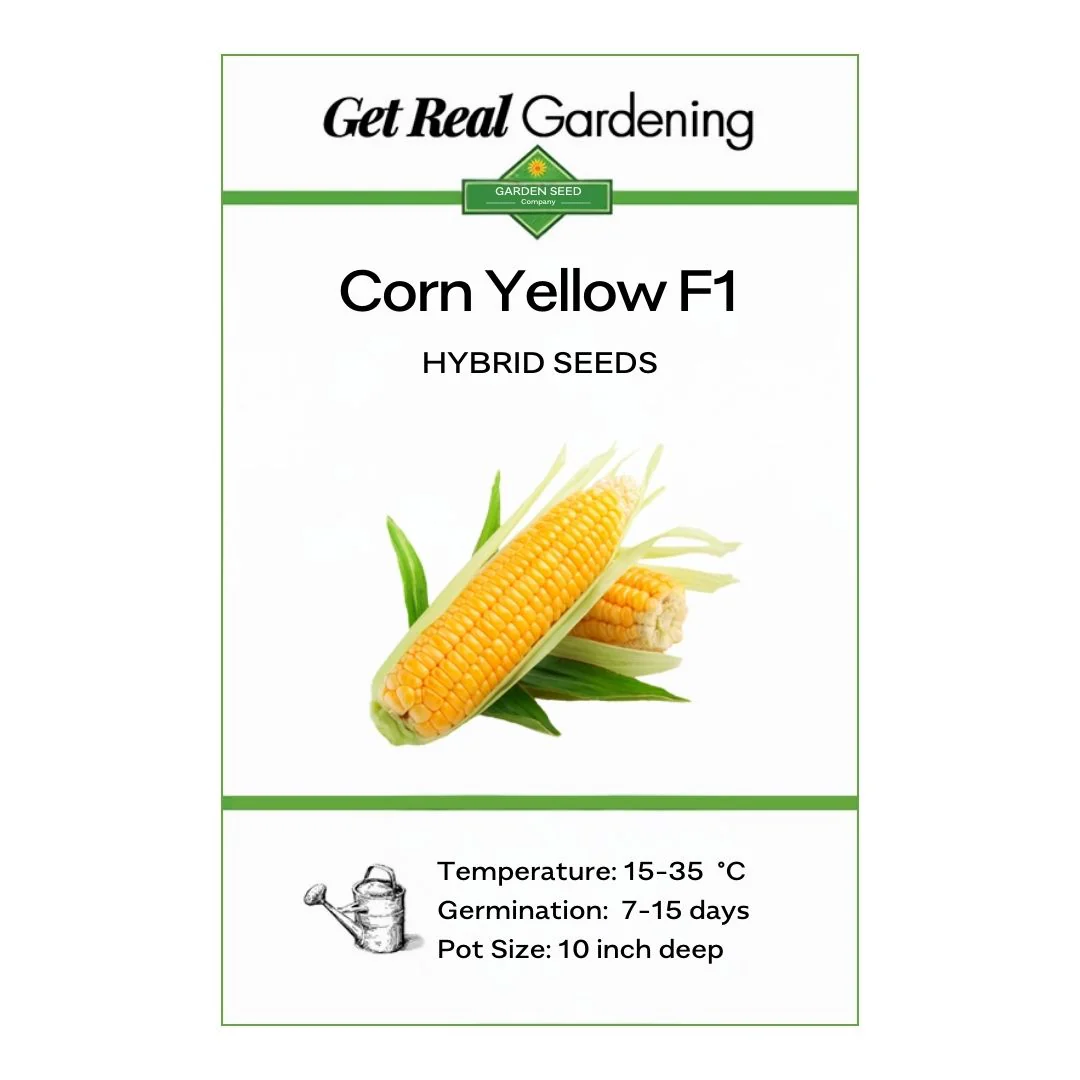 Corn Yellow – F1 Hybrid 45+ Seeds - Image 2