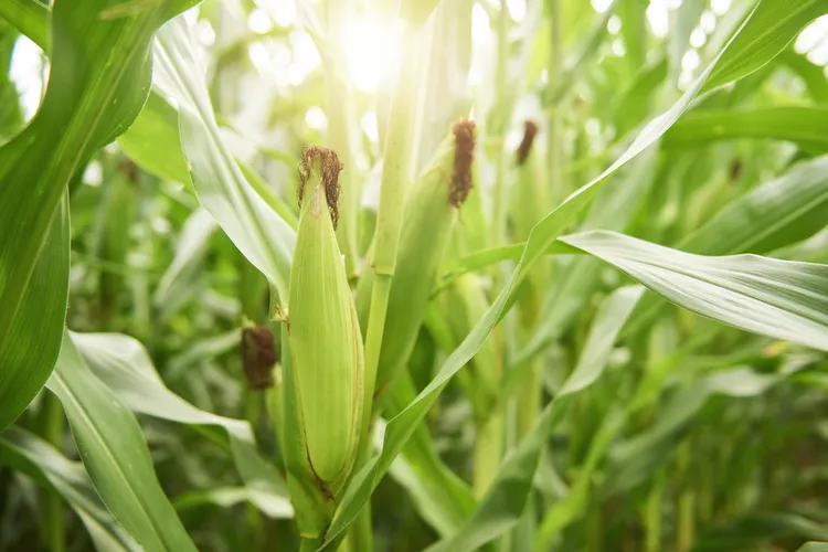 Corn Yellow – F1 Hybrid 45+ Seeds - Image 3