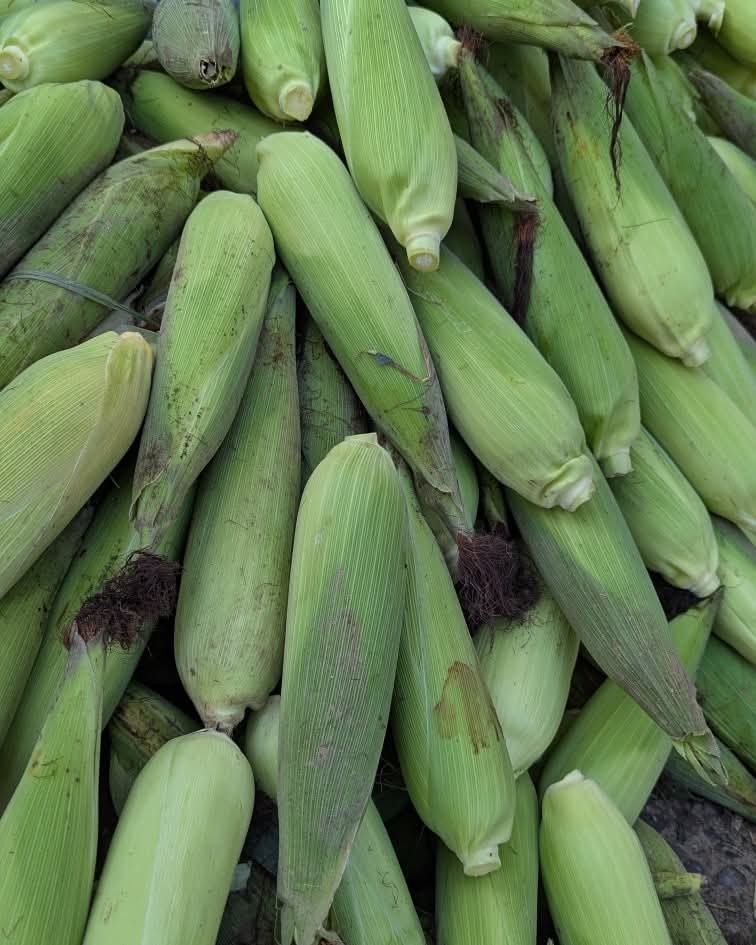 Corn Yellow – F1 Hybrid 45+ Seeds - Image 4