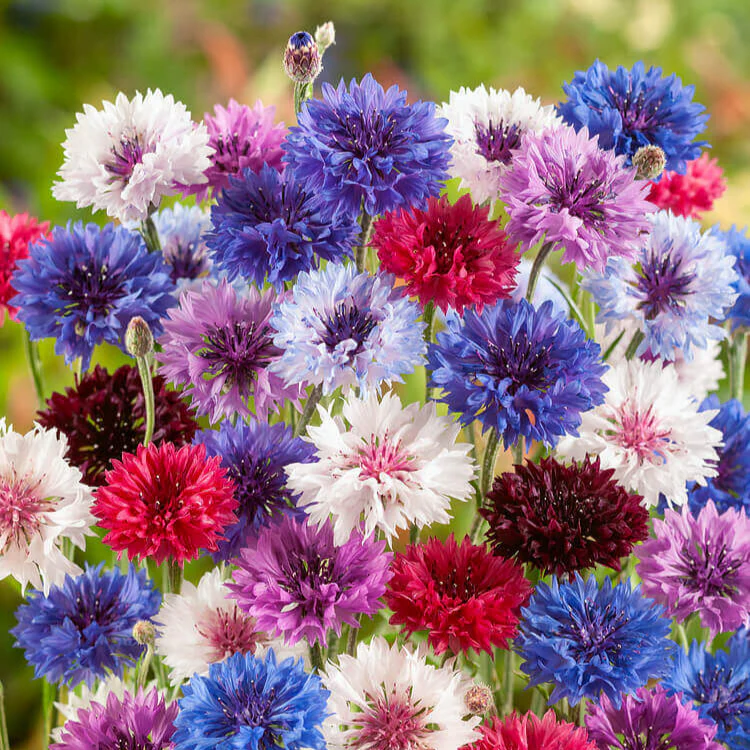 Cornflower Mix – 50+ Seeds (WINTER)