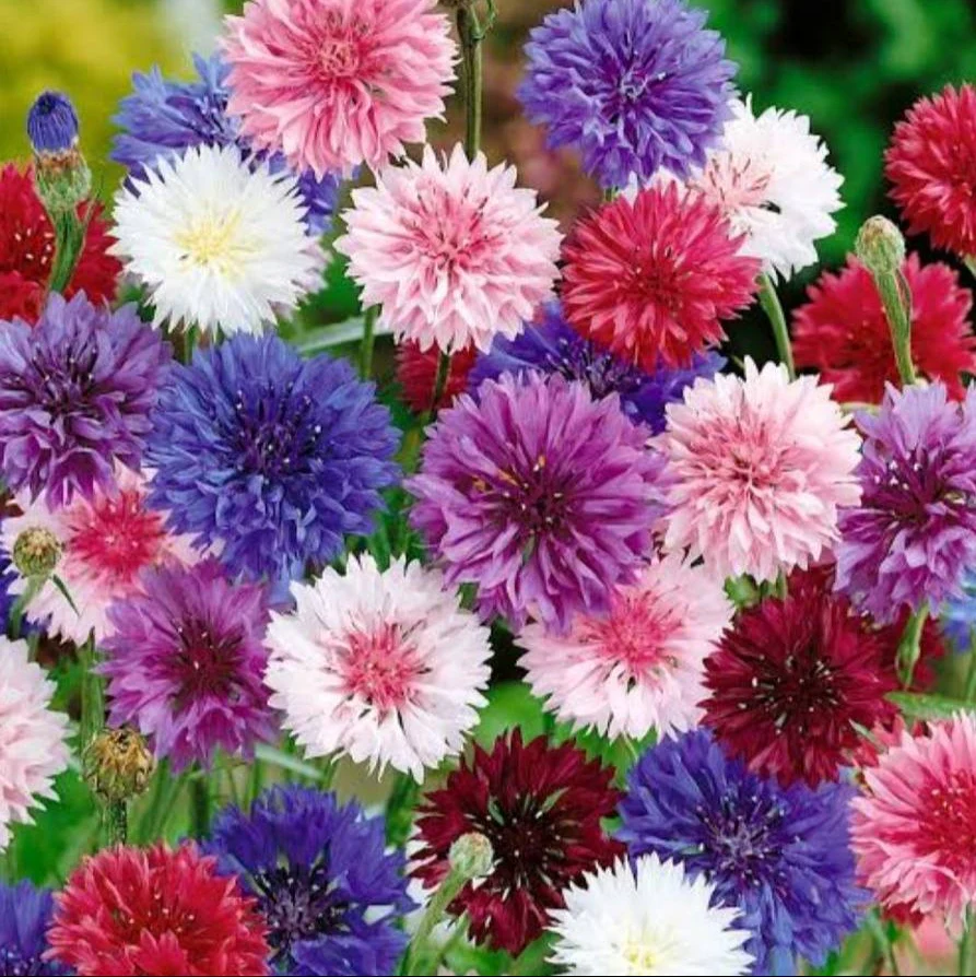 Cornflower Mix – 50+ Seeds (WINTER) - Image 2