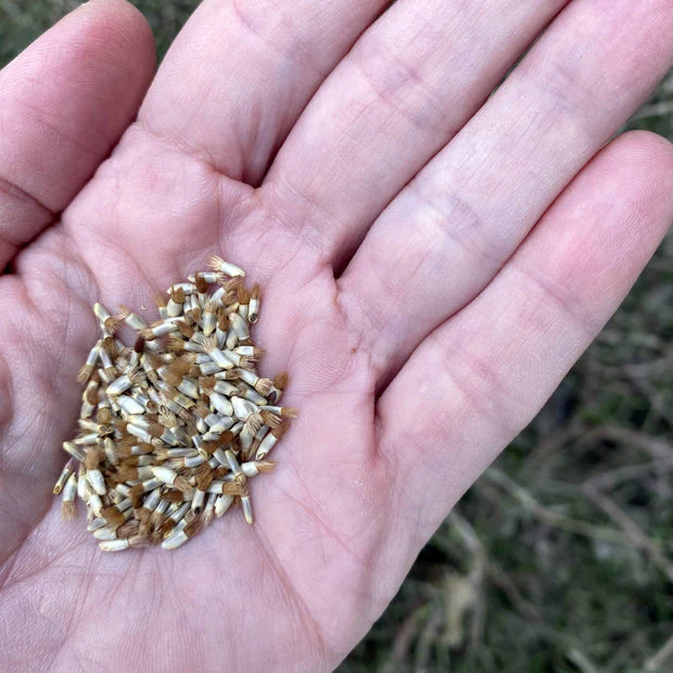 Cornflower Mix – 50+ Seeds (WINTER) - Image 3