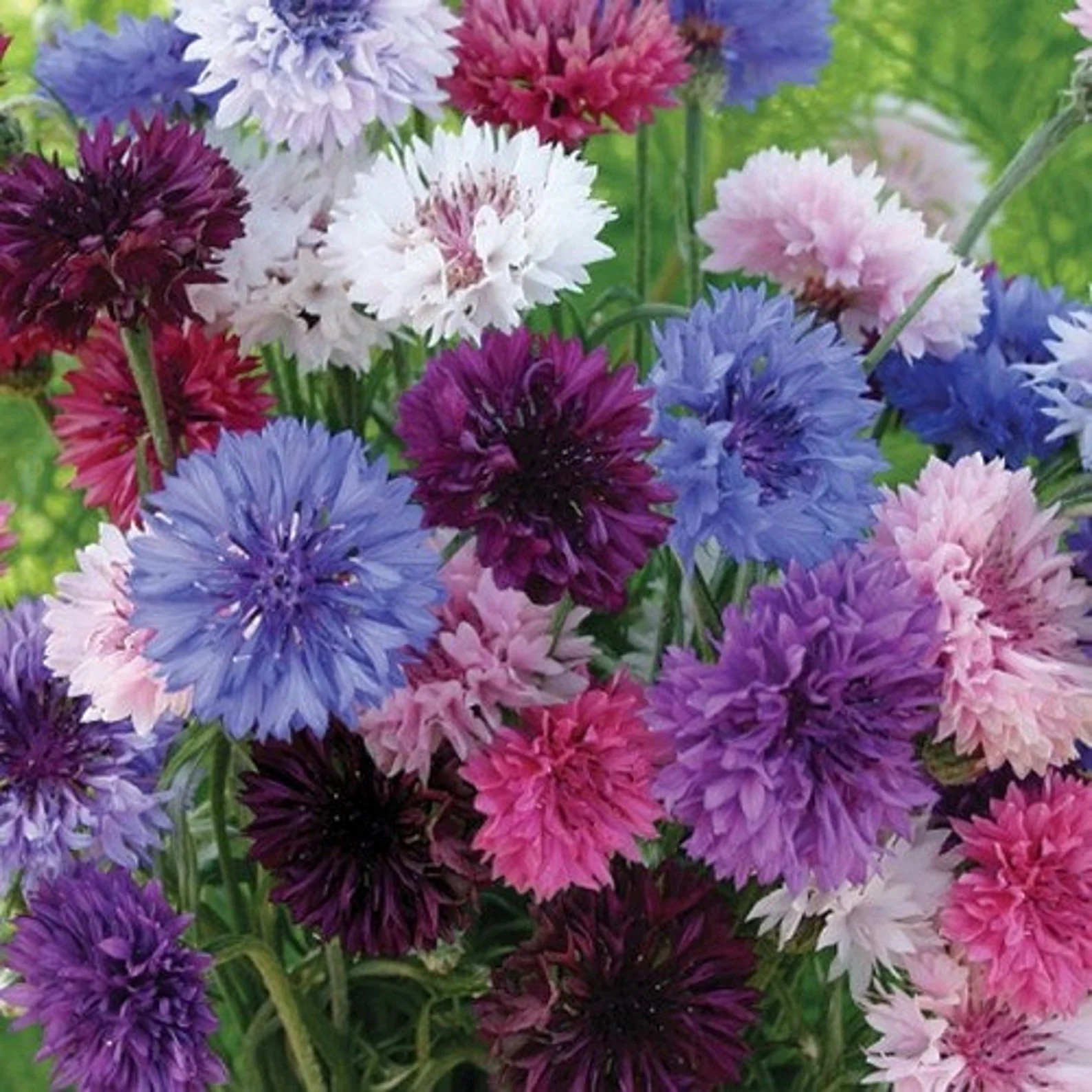 Cornflower Mix – 50+ Seeds (WINTER) - Image 4