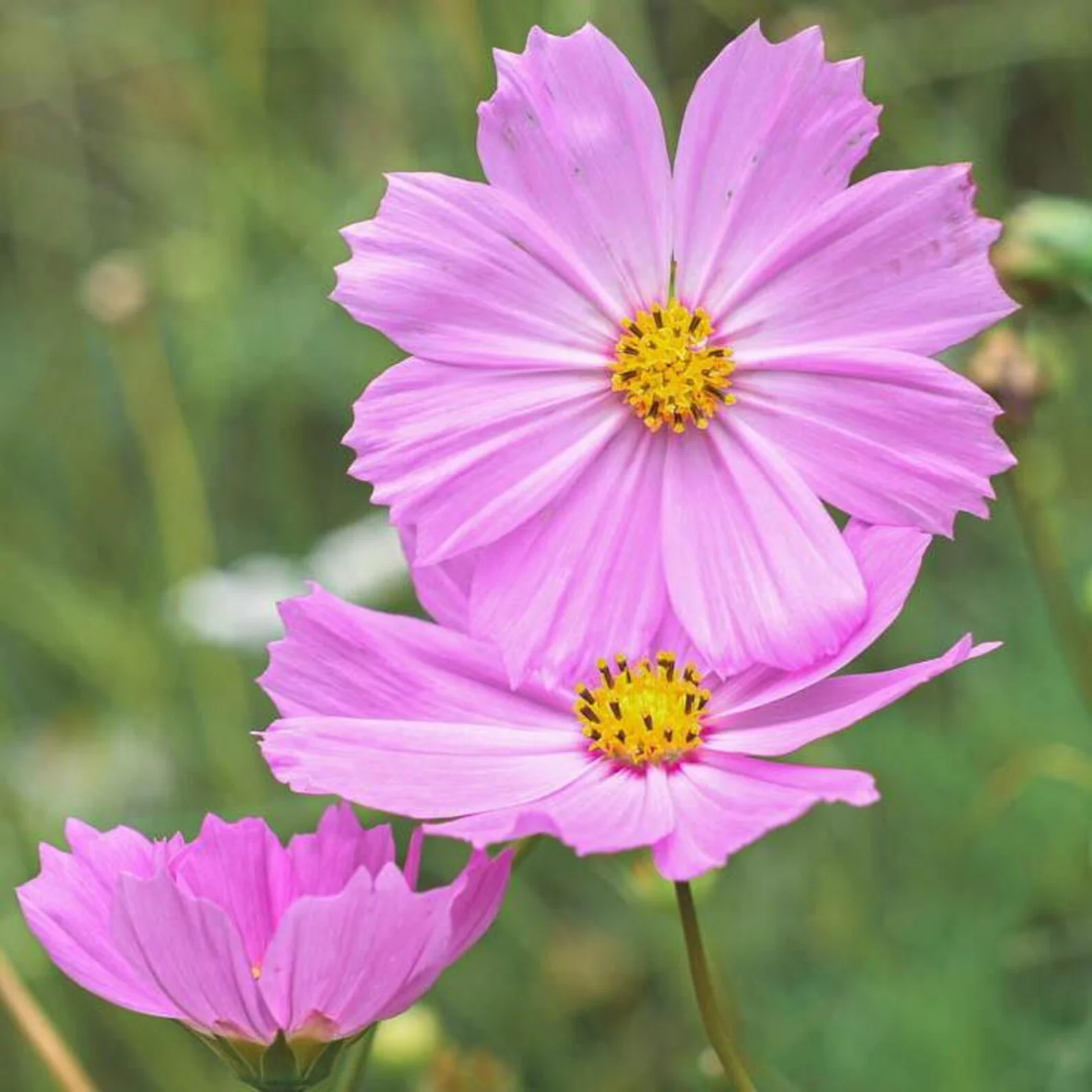 Cosmos Pink – 30+ Seeds (WINTER)