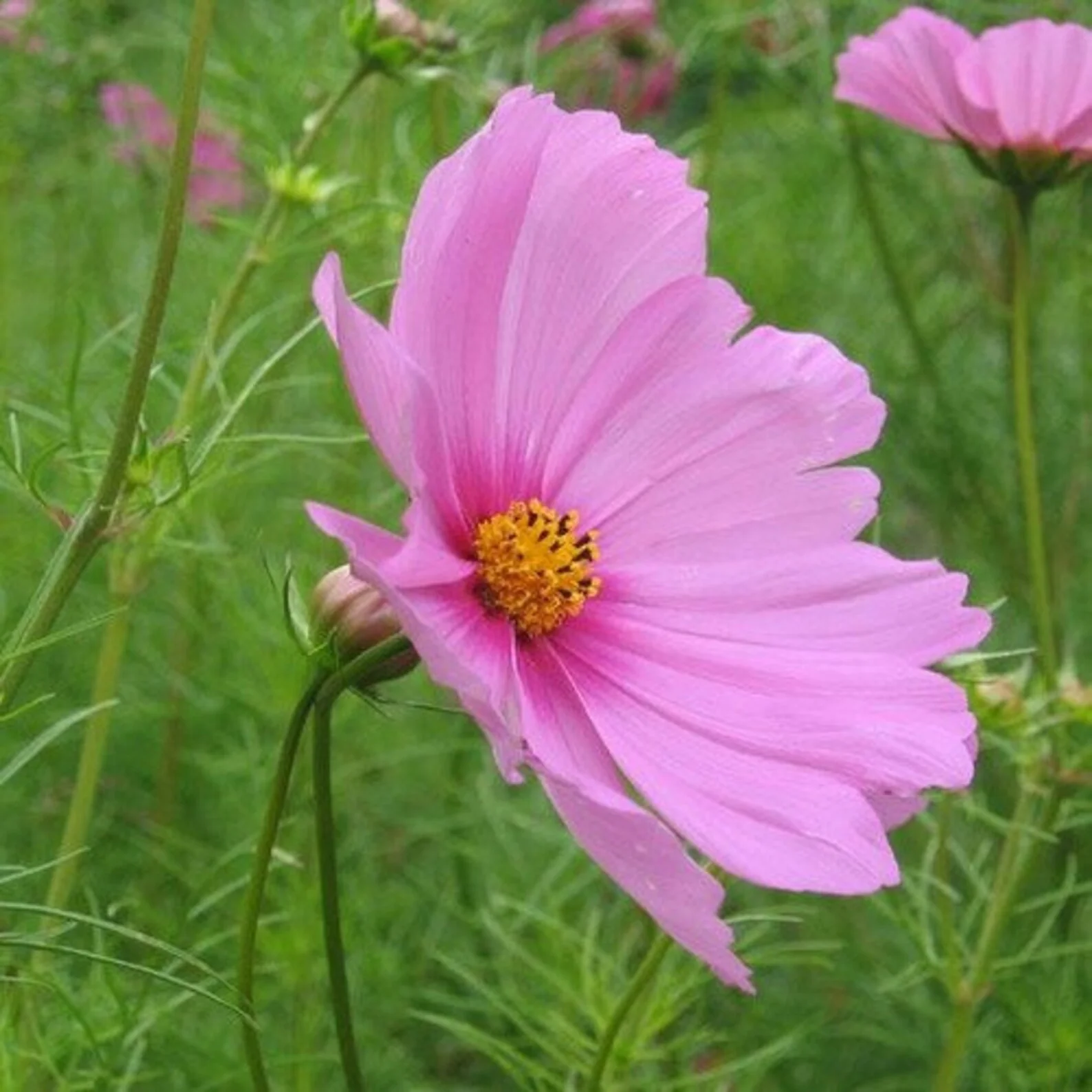 Cosmos Pink – 30+ Seeds (WINTER) - Image 2