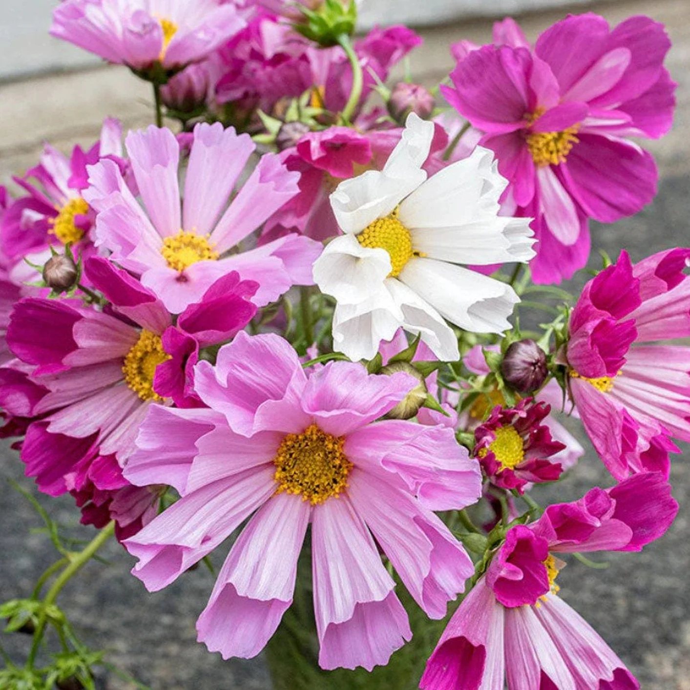 Cosmos Sea Shells Mix – 30+ Seeds (WINTER)
