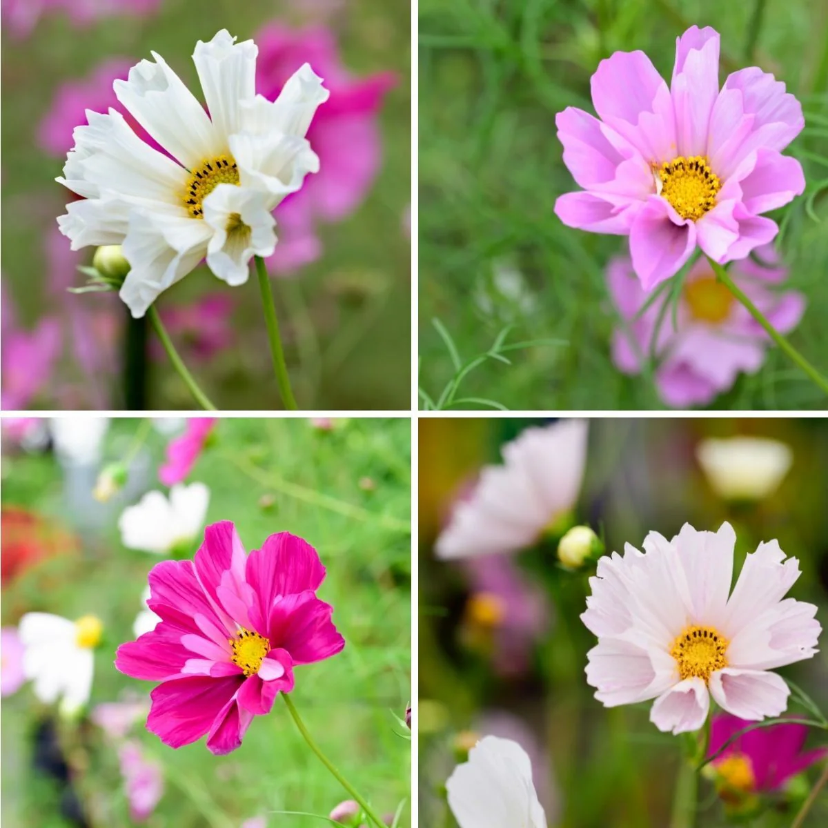 Cosmos Sea Shells Mix – 30+ Seeds (WINTER) - Image 2