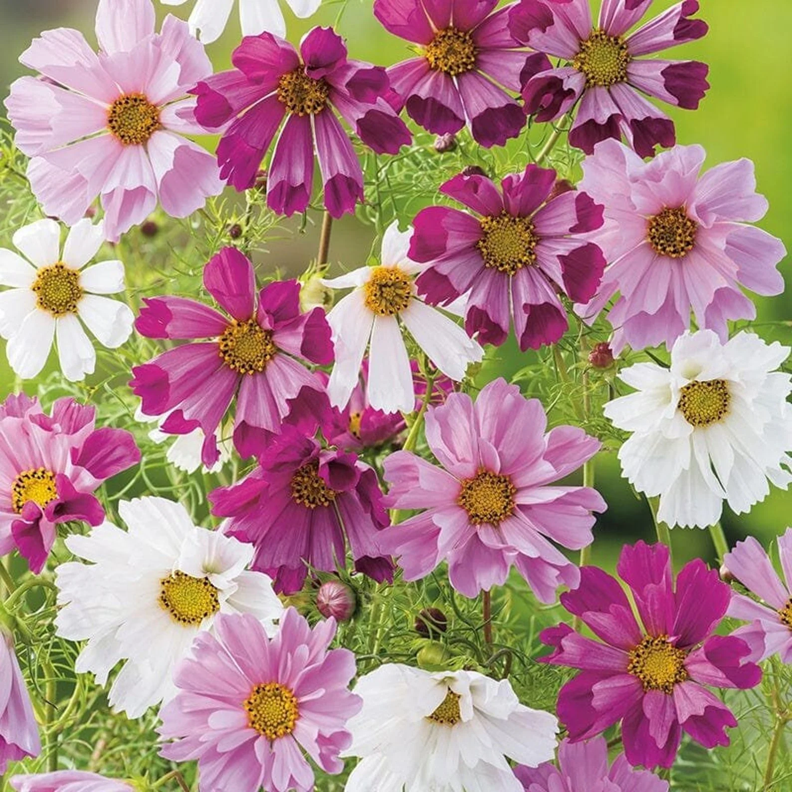 Cosmos Sea Shells Mix – 30+ Seeds (WINTER) - Image 3