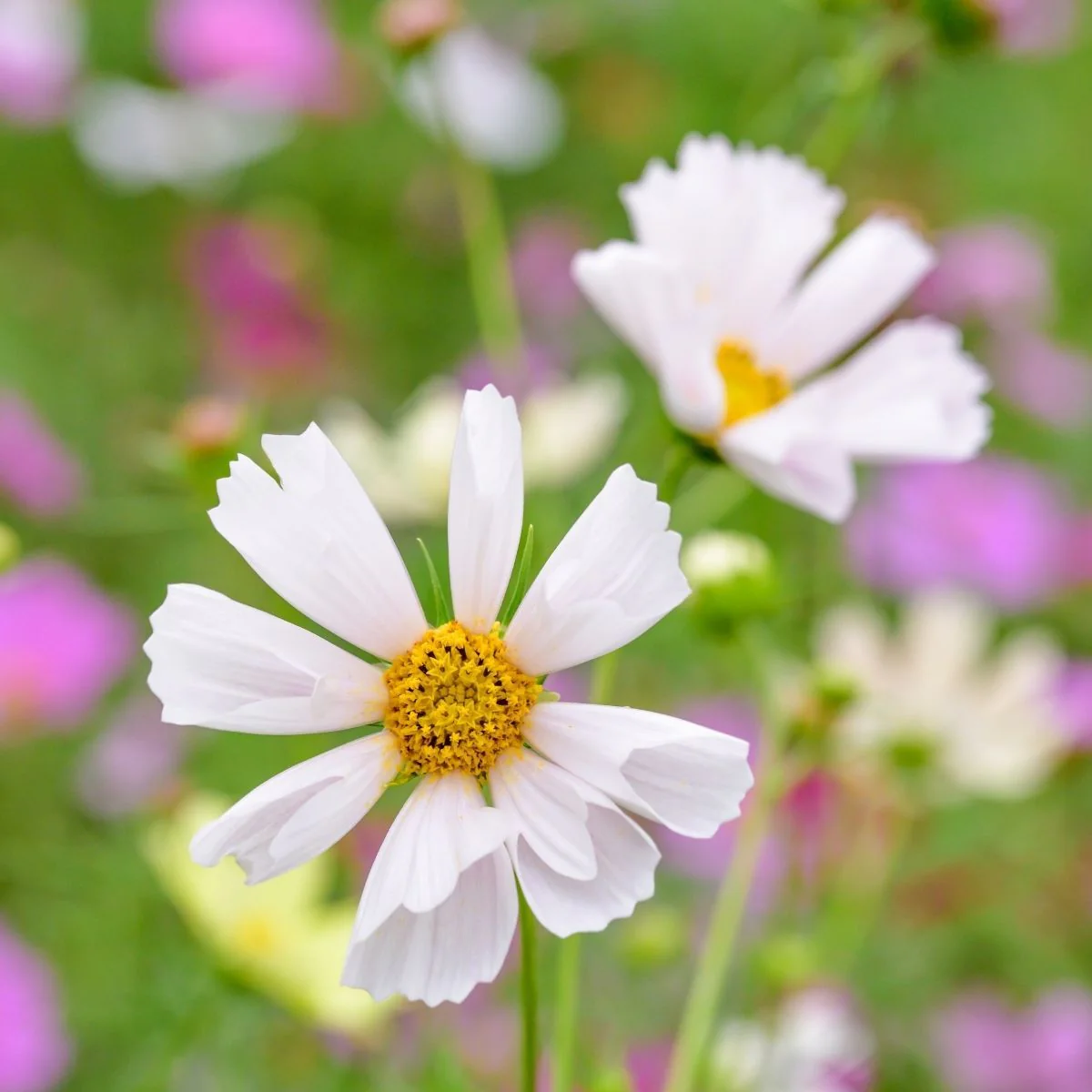 Cosmos Sea Shells Mix – 30+ Seeds (WINTER) - Image 4