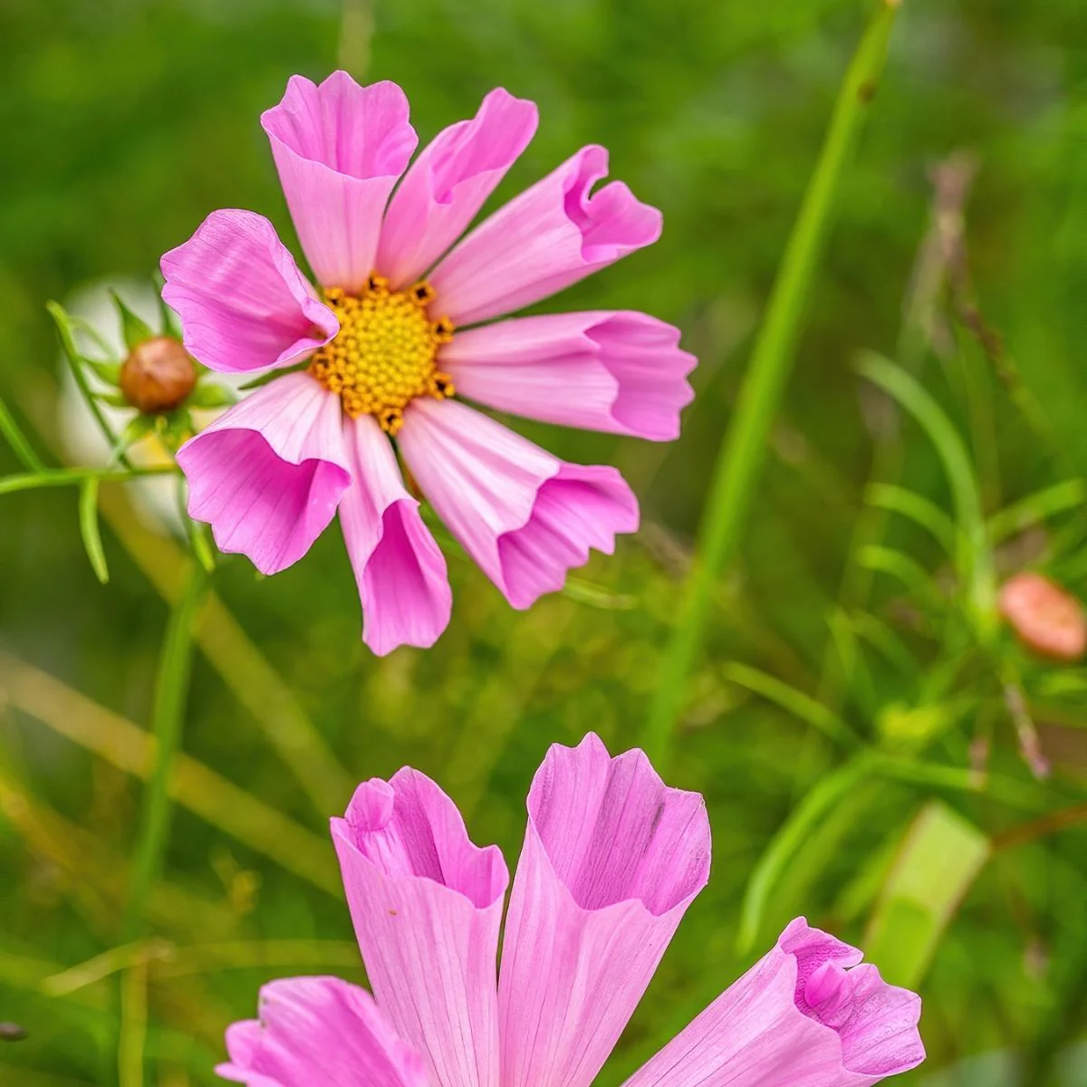 Cosmos Sea Shells Mix – 30+ Seeds (WINTER) - Image 5