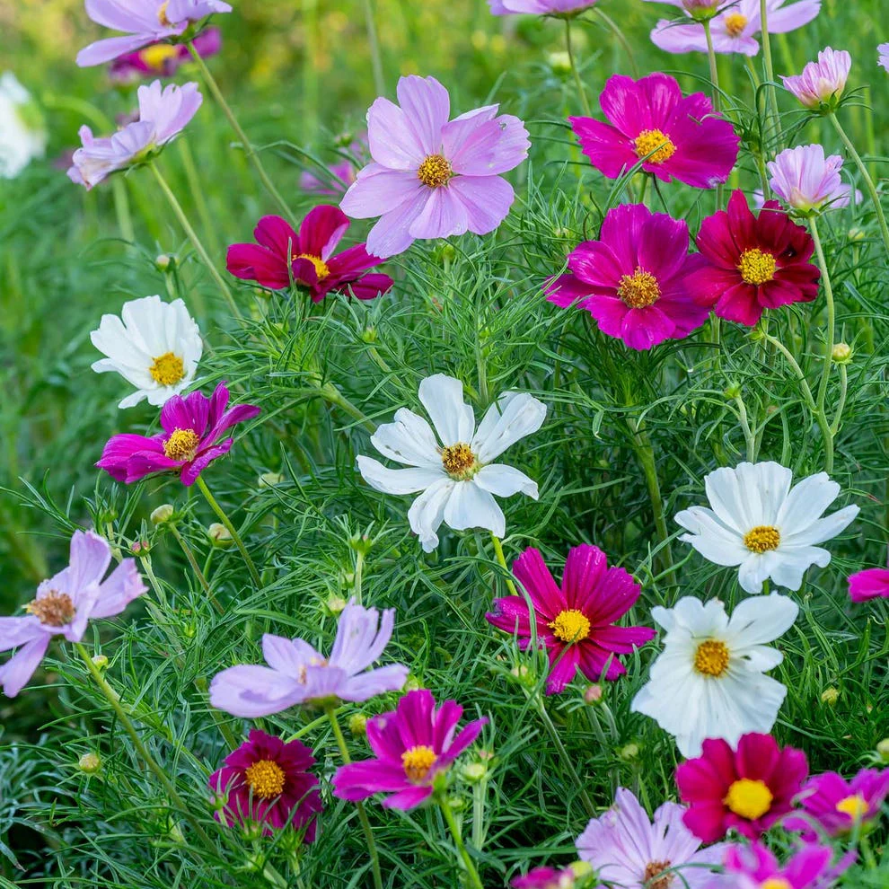 Cosmos Mixed – 30+ Seeds (WINTER) - Image 3