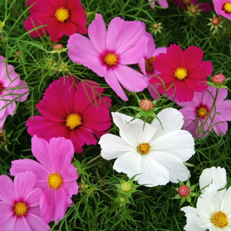 Cosmos Mixed – 30+ Seeds (WINTER) - Image 4
