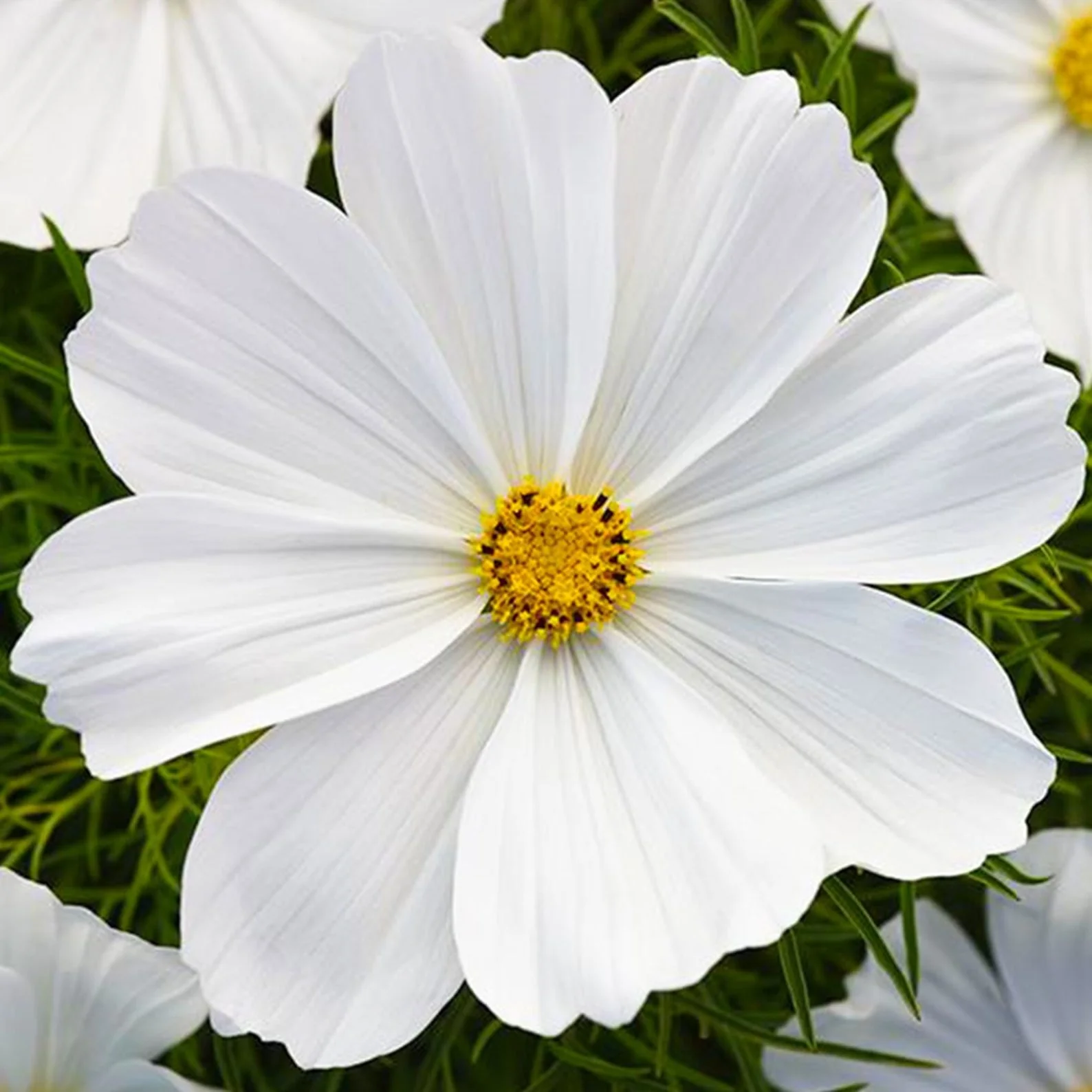 Cosmos White – 30+ Seeds (WINTER)