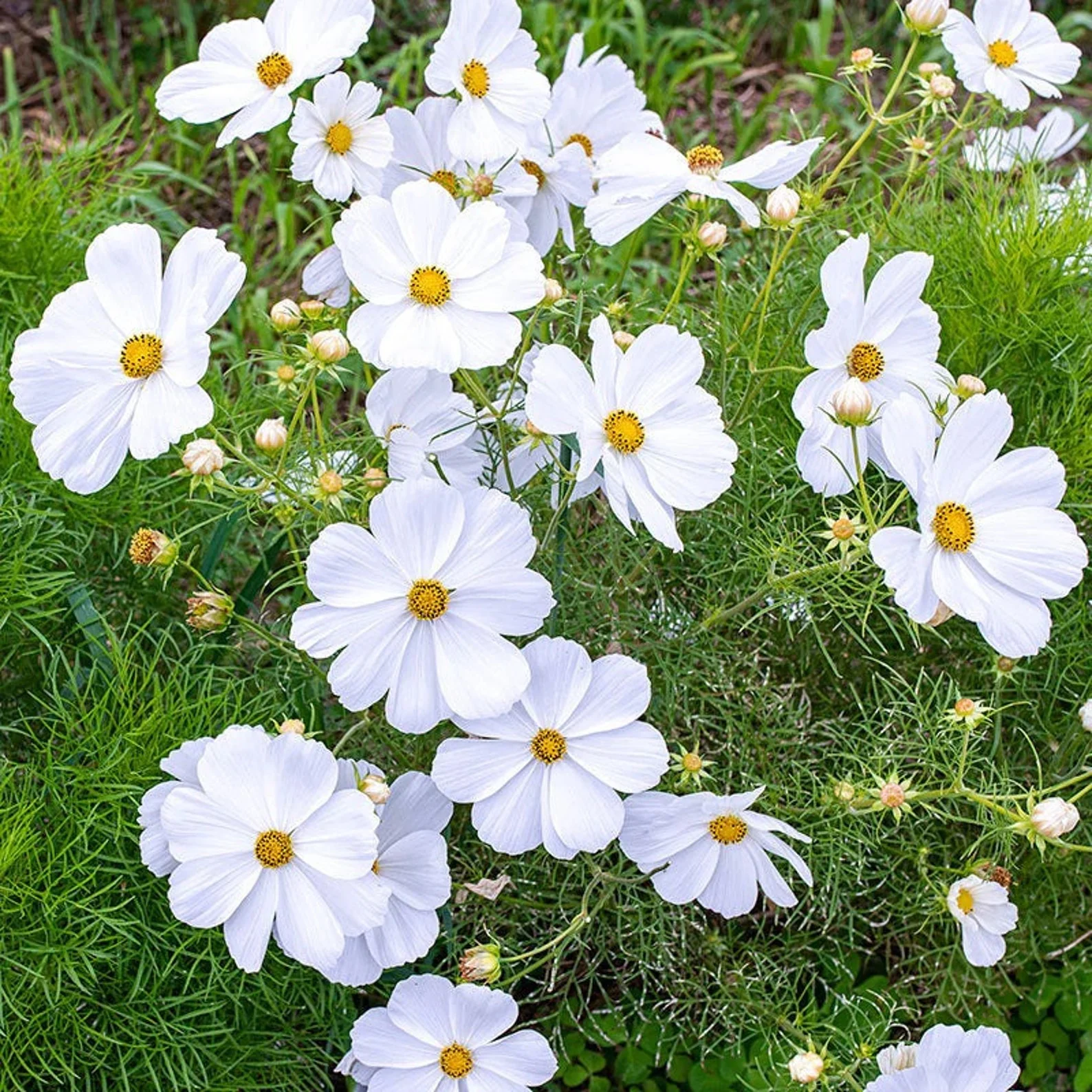 Cosmos White – 30+ Seeds (WINTER) - Image 2