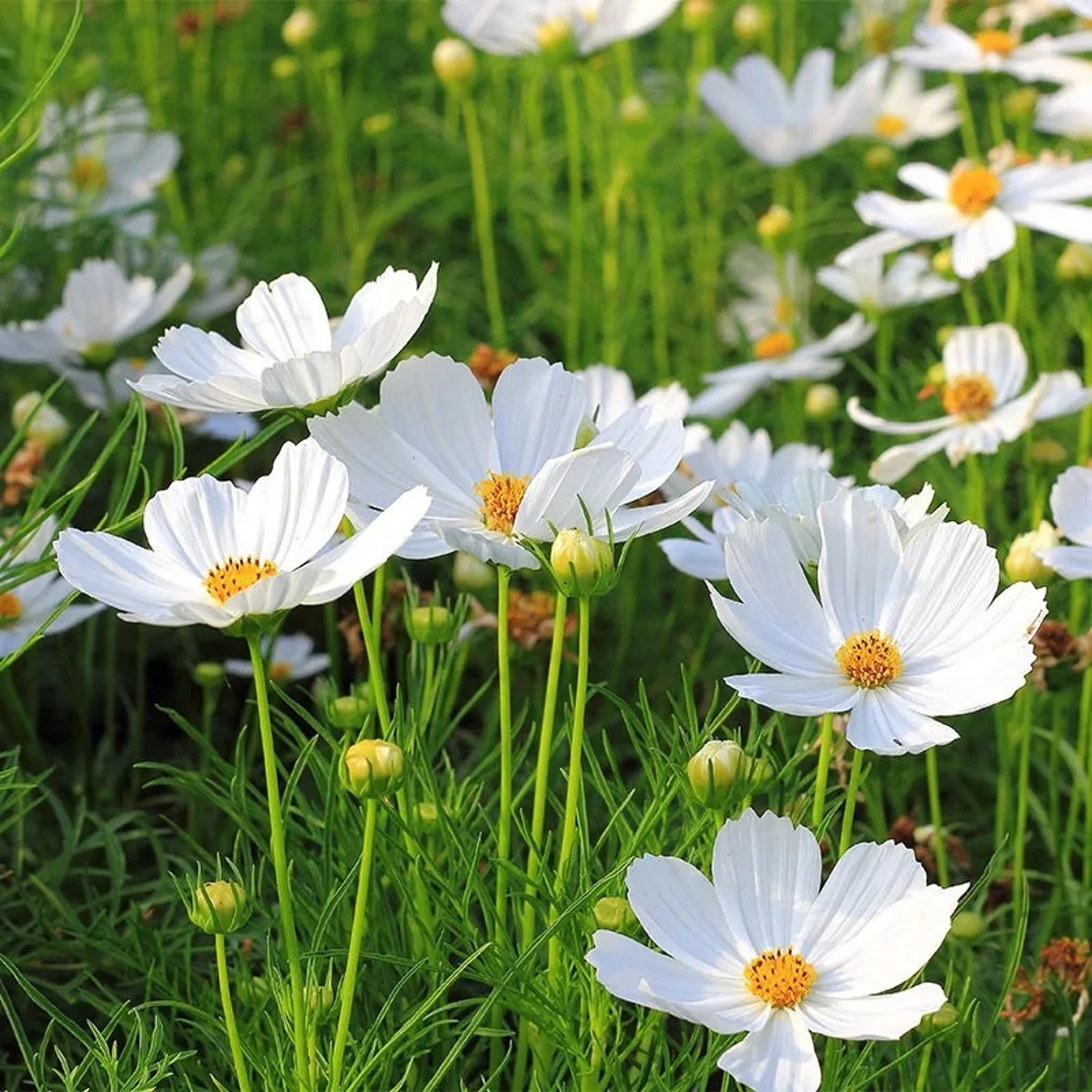 Cosmos White – 30+ Seeds (WINTER) - Image 3
