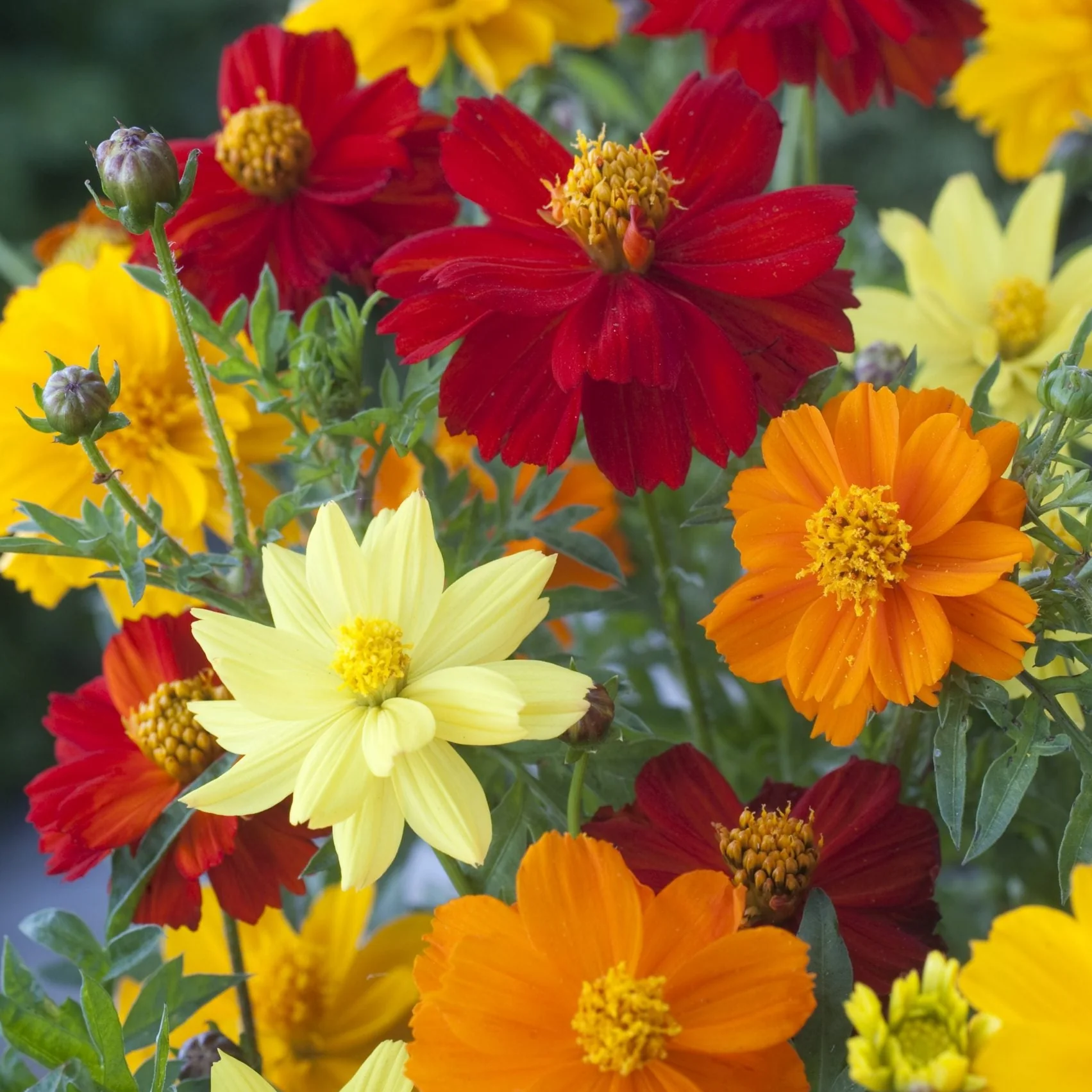 Cosmos Sulphureus Mixed – 25+ Seeds