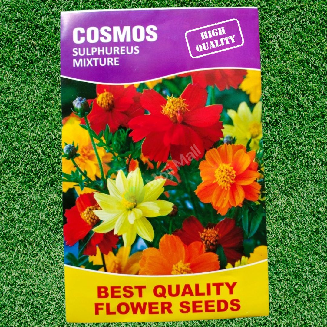 Cosmos Sulphureus Mixed – 25+ Seeds - Image 2