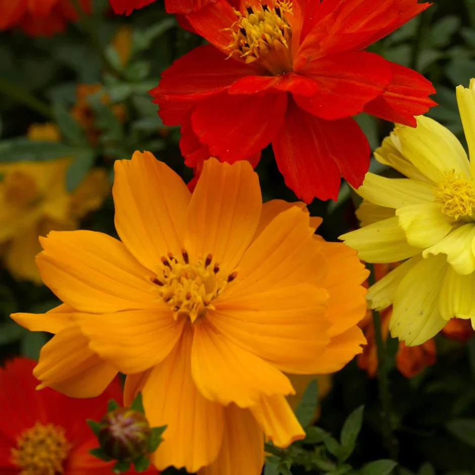 Cosmos Sulphureus Mixed – 25+ Seeds - Image 3