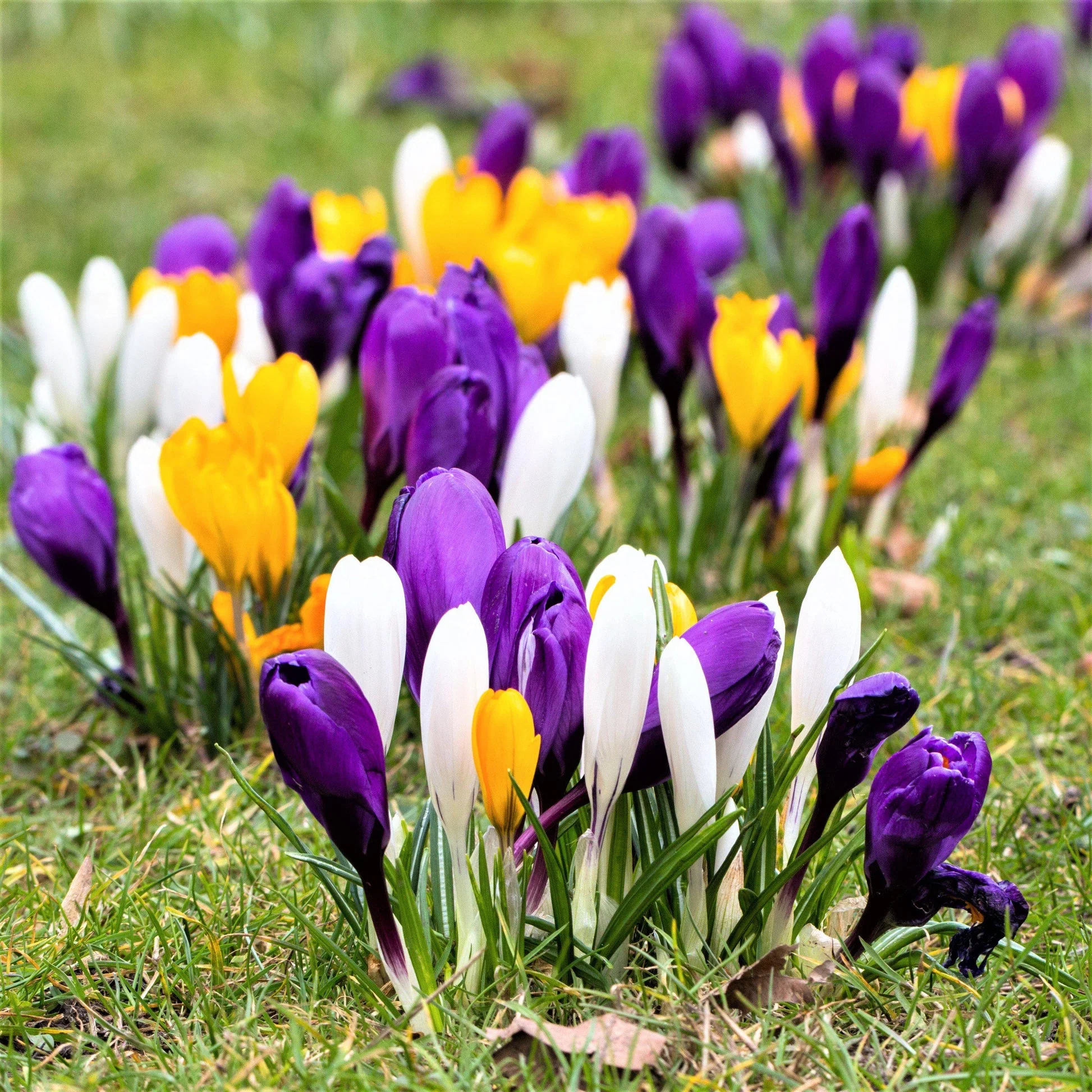 Pack of 4 Crocus Flower Bulbs (imported) Mix Colors - Image 3
