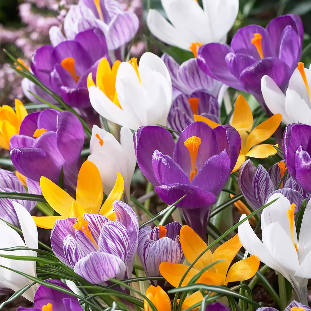 Pack of 4 Crocus Flower Bulbs (imported) Mix Colors - Image 4