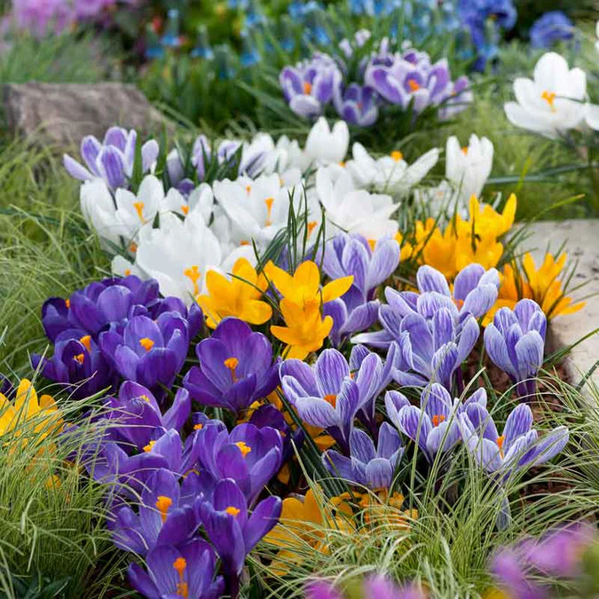 Pack of 4 Crocus Flower Bulbs (imported) Mix Colors - Image 5