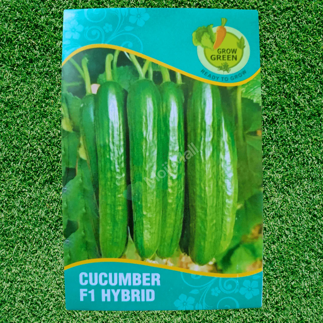 Cucumber – F1 Hybrid 10+ Seeds - Image 3