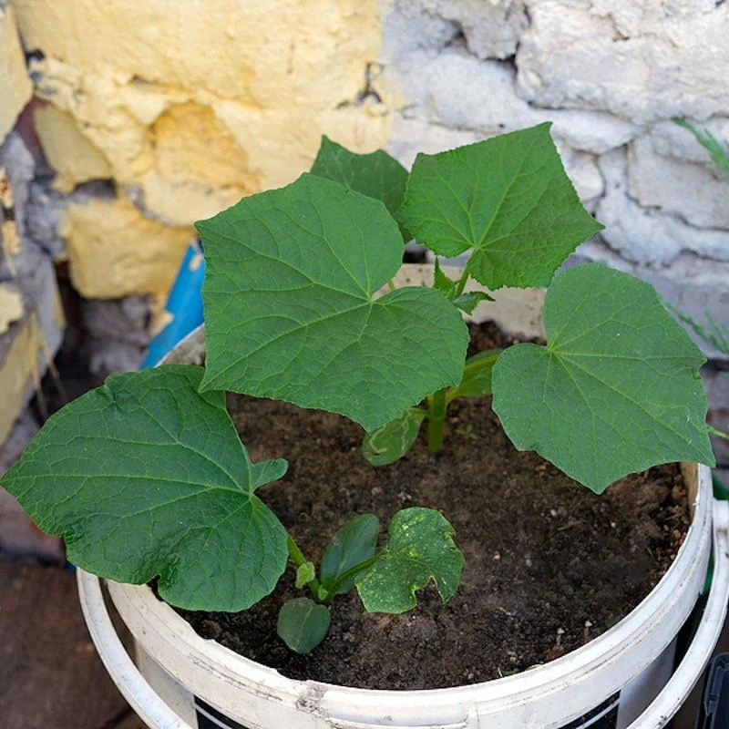 Cucumber – F1 Hybrid 10+ Seeds - Image 4