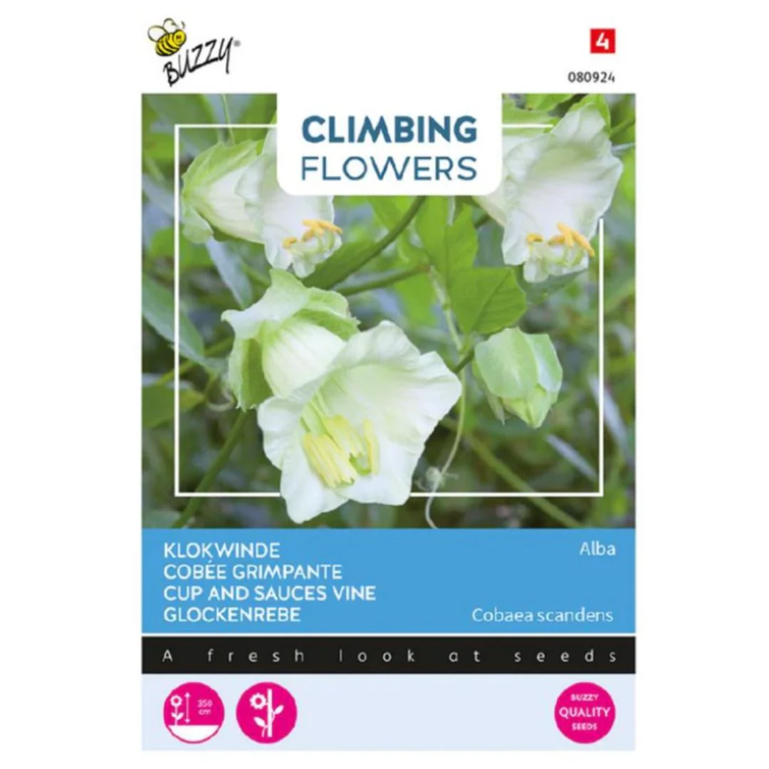 Cup And Sauces Vine White - Buzzy Seeds (imported - Limited Stock)