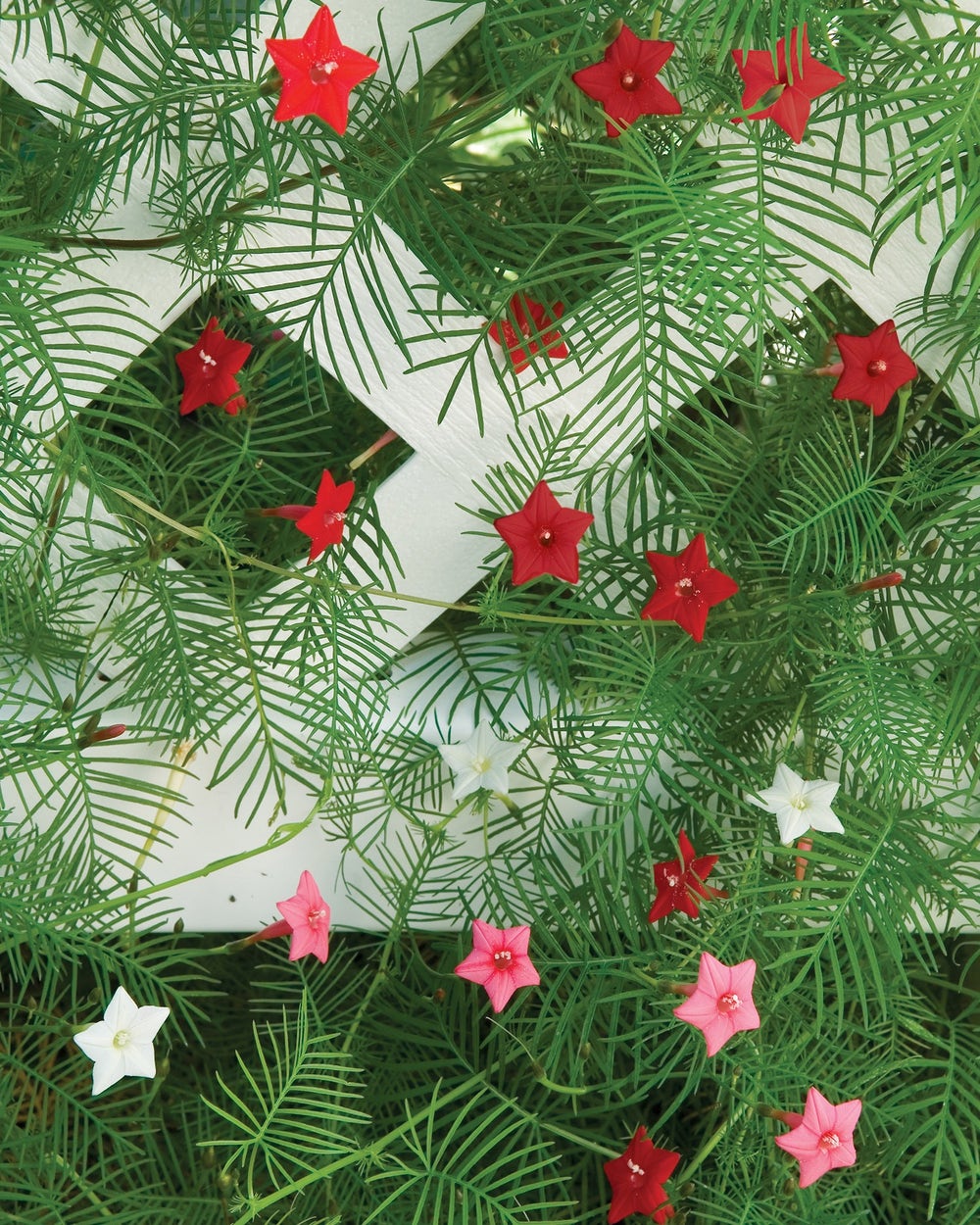 Cypress Vine Mix Seeds - Image 3