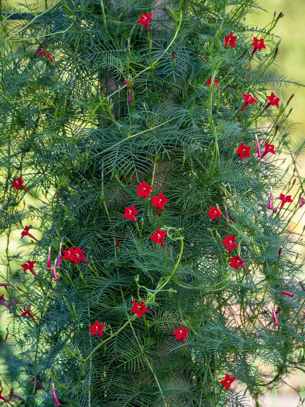 Cypress Vine Mix Seeds - Image 4