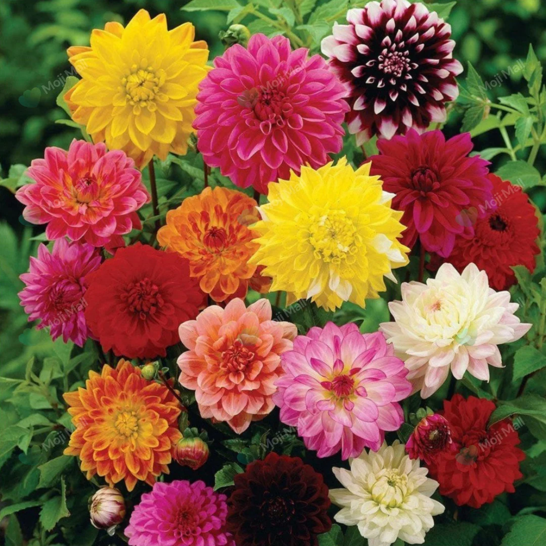 Dahlia Mix – 20+ Seeds (WINTER)