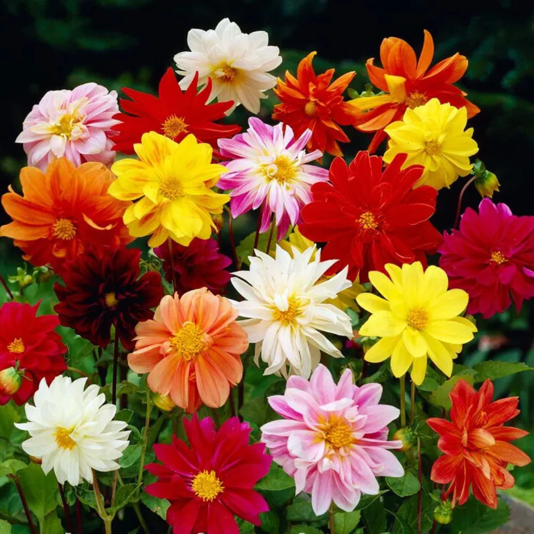 Dahlia Mix – 20+ Seeds (WINTER) - Image 3