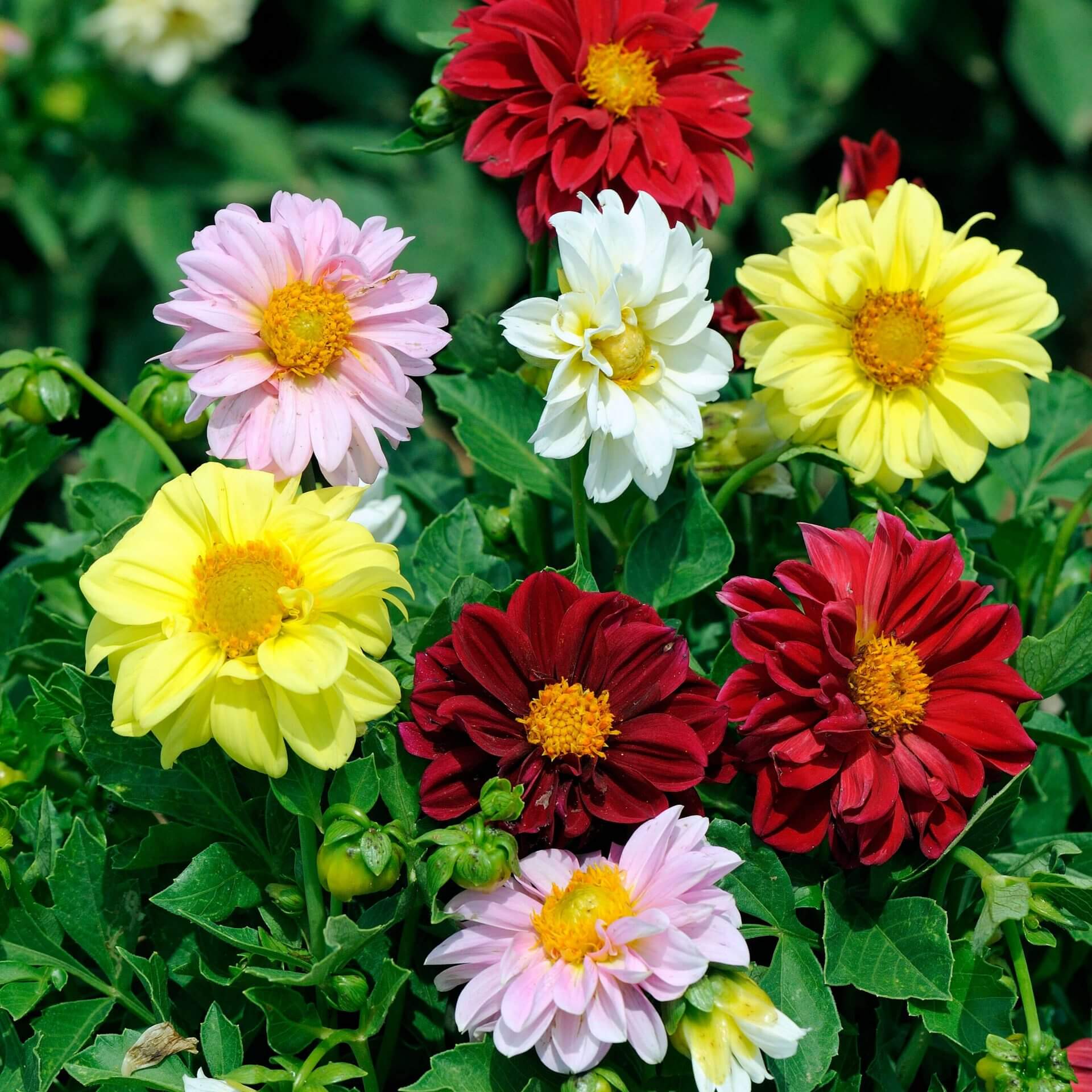 Dahlia Mix – 20+ Seeds (WINTER) - Image 4