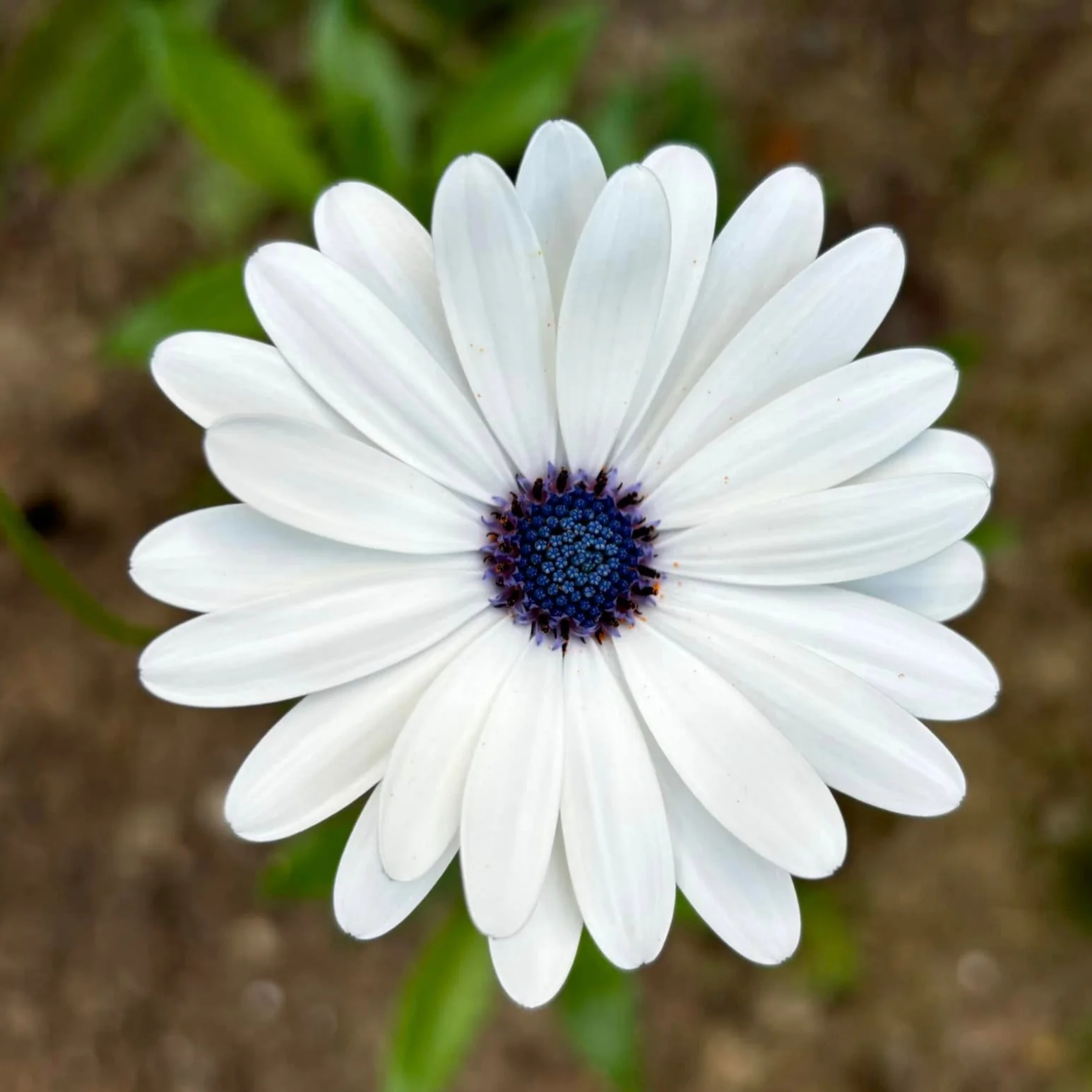 Daisy (Dimore) White – 20+ Seeds