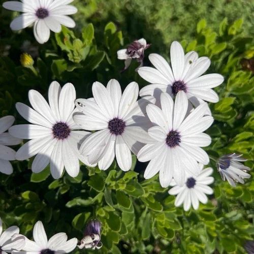Daisy (Dimore) White – 20+ Seeds - Image 2