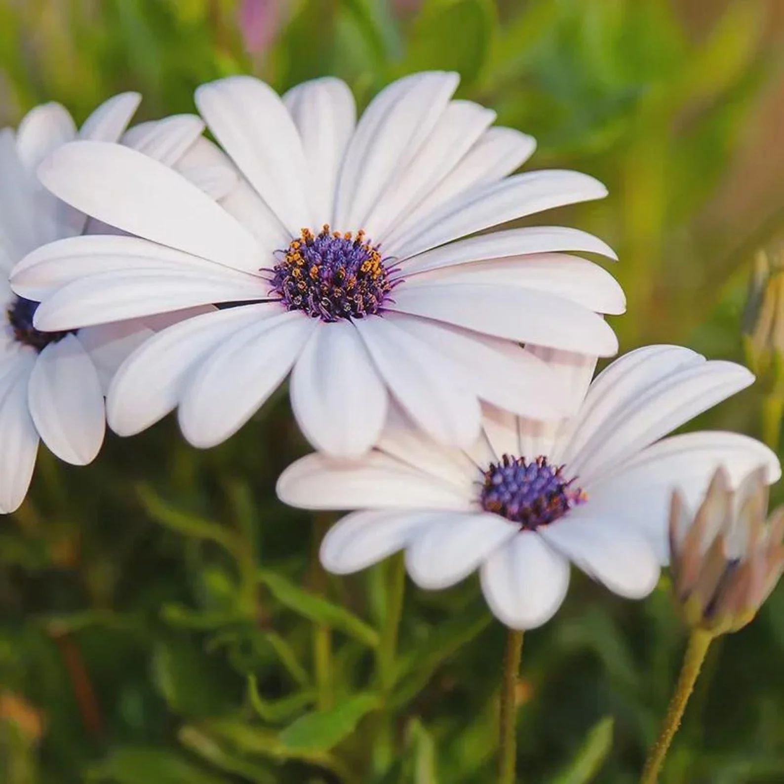 Daisy (Dimore) White – 20+ Seeds - Image 3