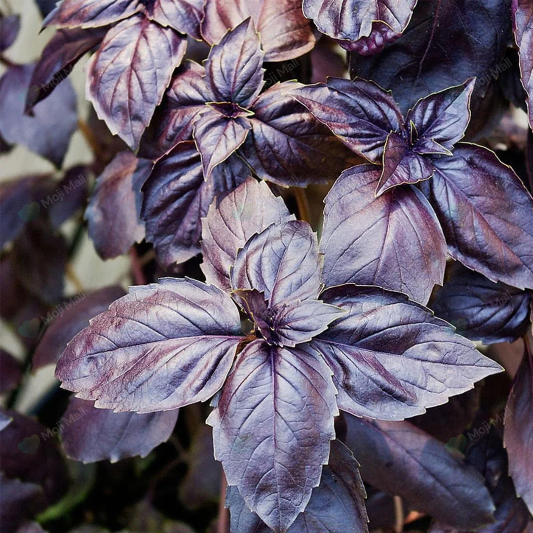Dark Opal Basil – 30+ Seeds