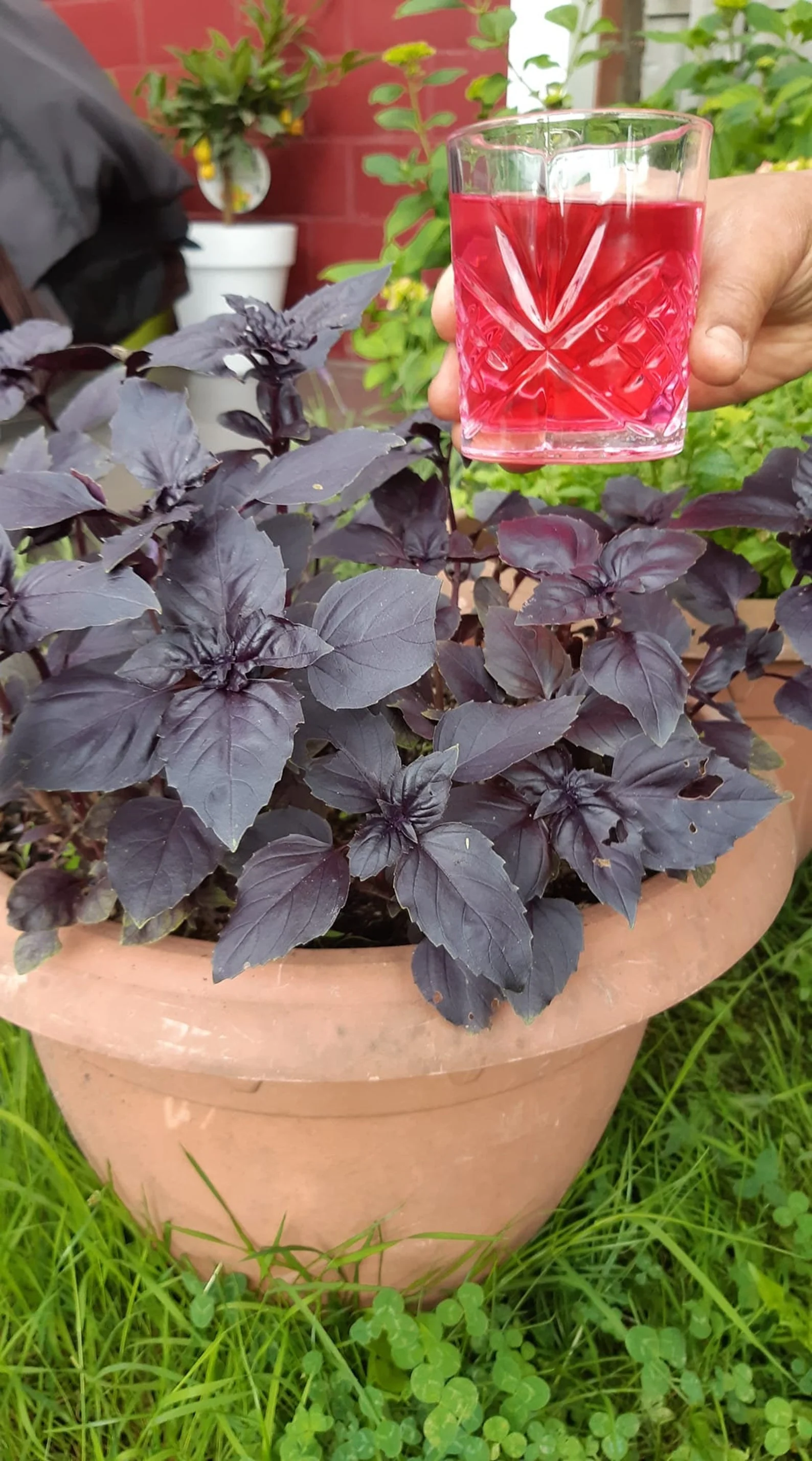 Dark Opal Basil – 30+ Seeds - Image 3